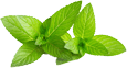 Aceite de jojoba (Simmondsia chinensis)