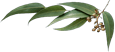 Oleorresina de chile jalapeño (Capsicum annum)